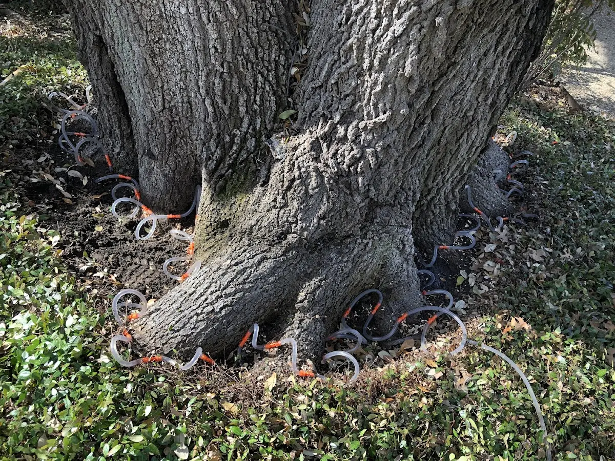 Detailed Tree Cabling and Bracing job site in Overland Park