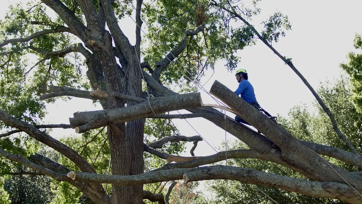 Professional Hazardous Tree Removal performed by certified arborists in Overland Park