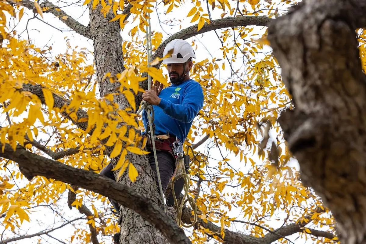 Skilled Tree Transplanting crew working in Overland Park
