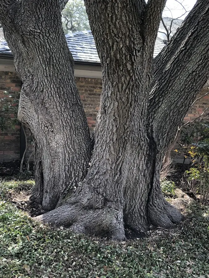 Mature heritage tree close to a Overland Park property cared for by certified arborists